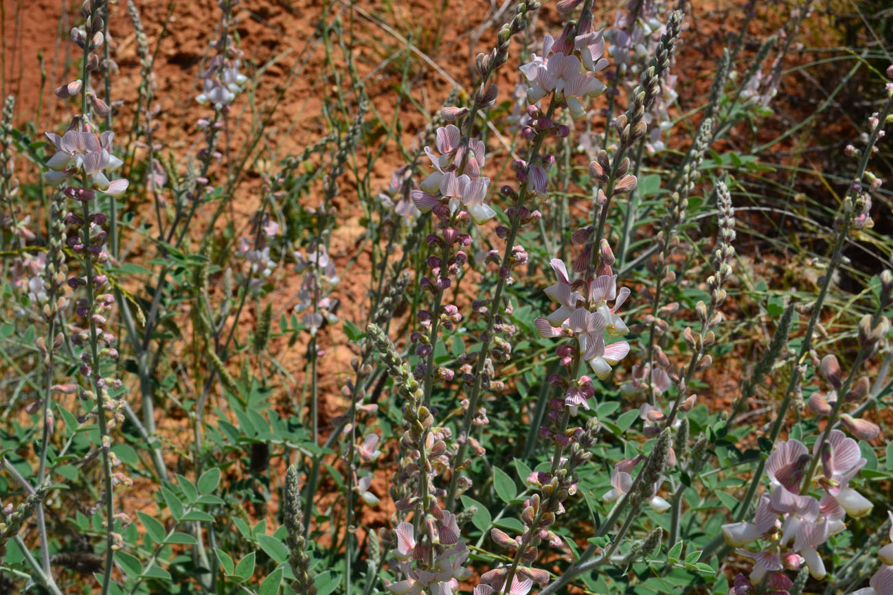 Image of Onobrychis pallasii specimen.