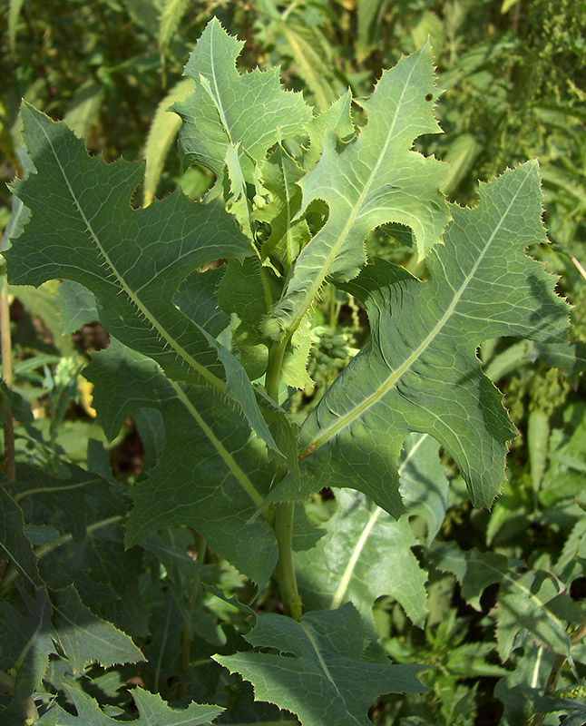 Image of Lactuca serriola specimen.