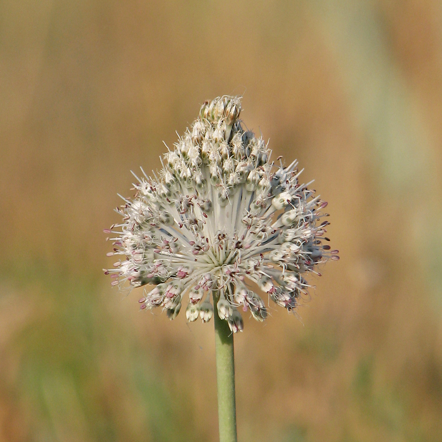 Image of Allium guttatum specimen.