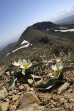 Tulipa turkestanica. Цветущие растения. Южный Казахстан, хр. Боролдайтау, горы Сартур; высота 1600 м н.у.м. 12.04.2012.