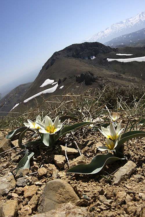 Изображение особи Tulipa turkestanica.