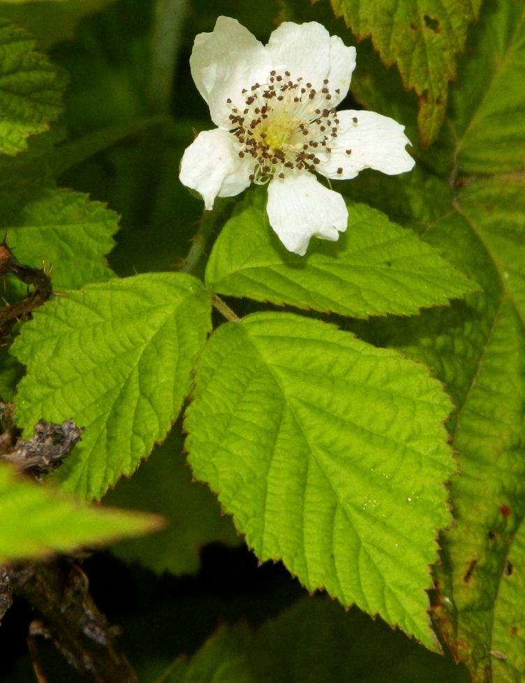 Изображение особи Rubus caesius.