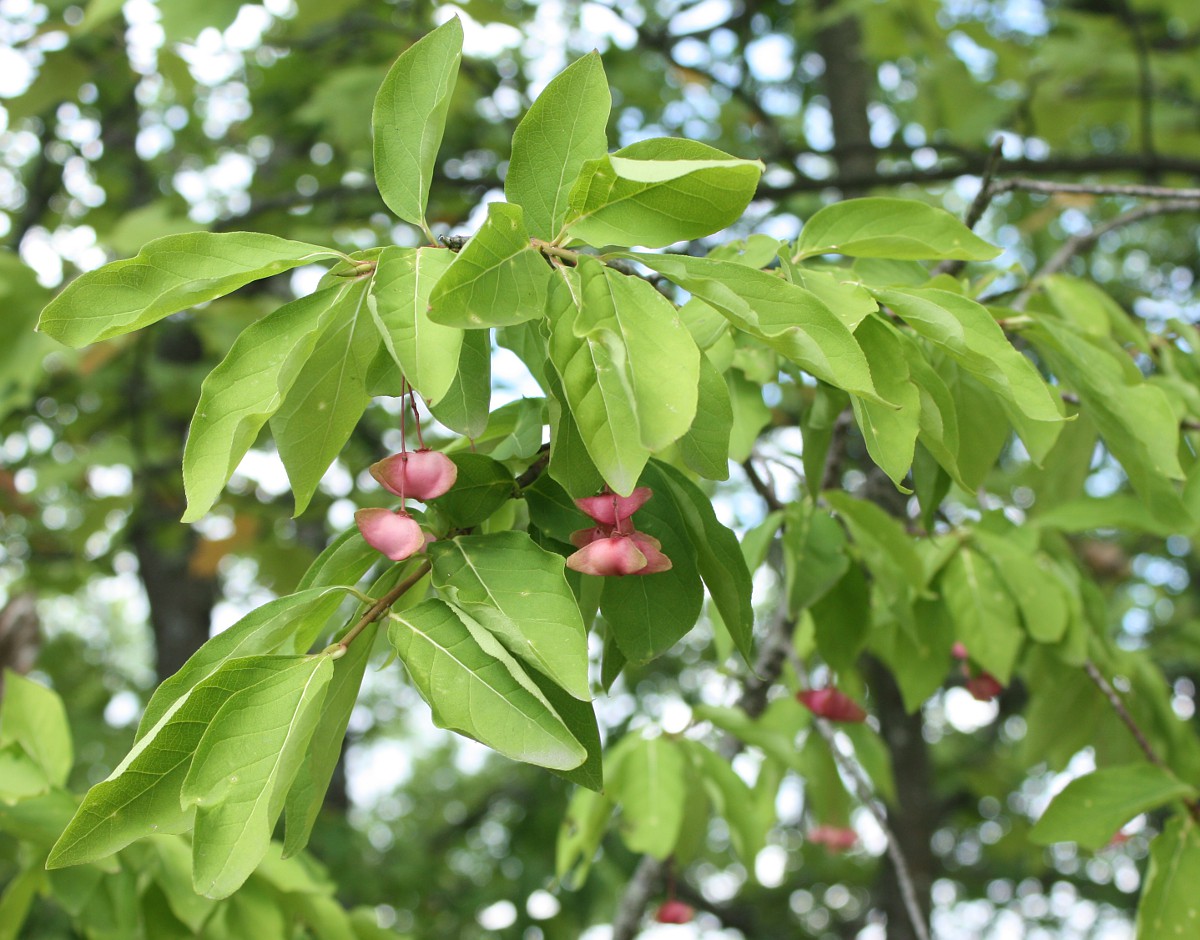 Image of Euonymus latifolius specimen.