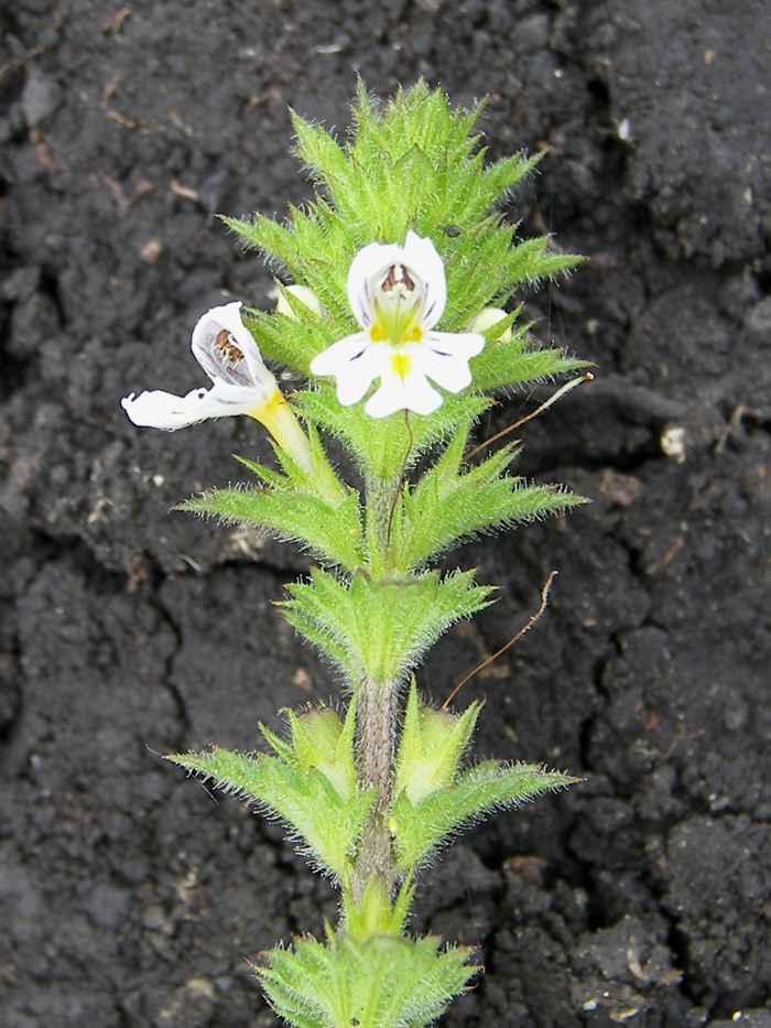 Изображение особи Euphrasia hirtella.