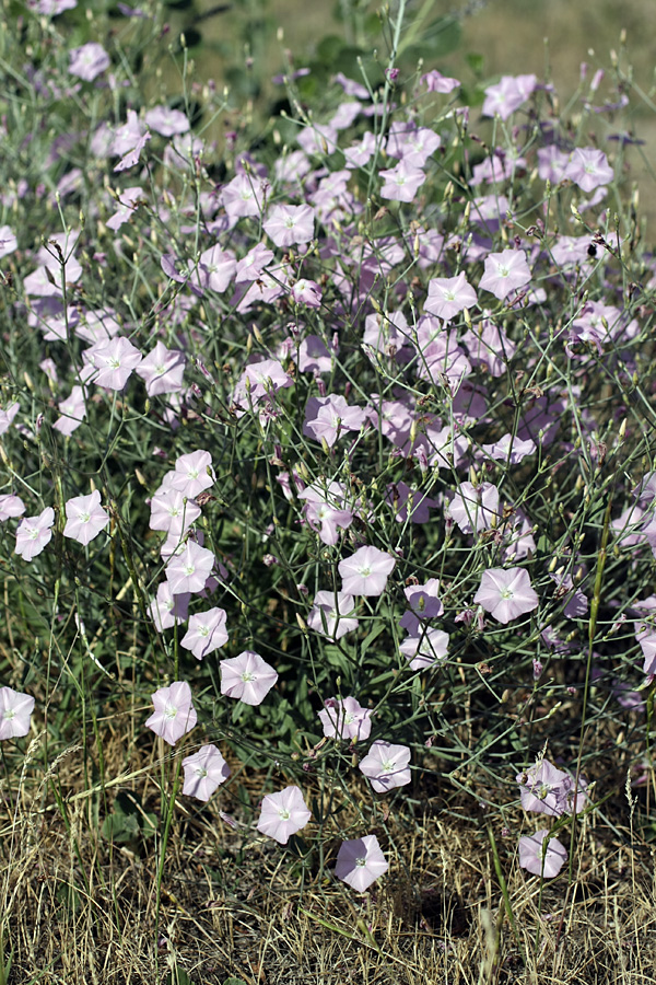 Изображение особи Convolvulus subhirsutus.