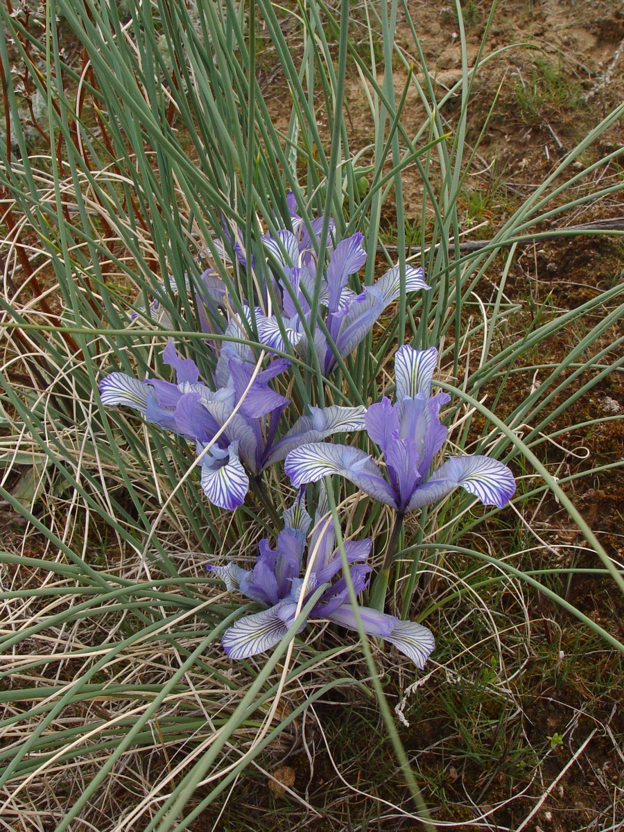 Image of Iris tenuifolia specimen.