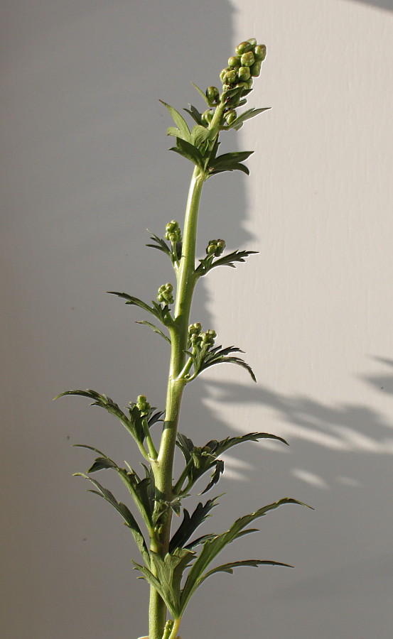 Image of genus Aconitum specimen.