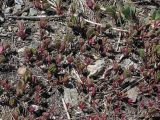 Portulaca oleracea