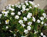 Petunia × atkinsiana. Цветущие растения. Венгрия, Хевеш, г. Эгер, цветник по верху высокого бордюра между набережной и долиной ручья Эгер. 11.09.2012.