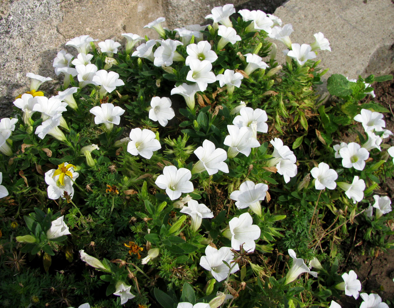 Изображение особи Petunia × atkinsiana.