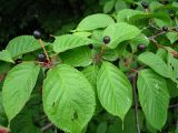 Cerasus sachalinensis