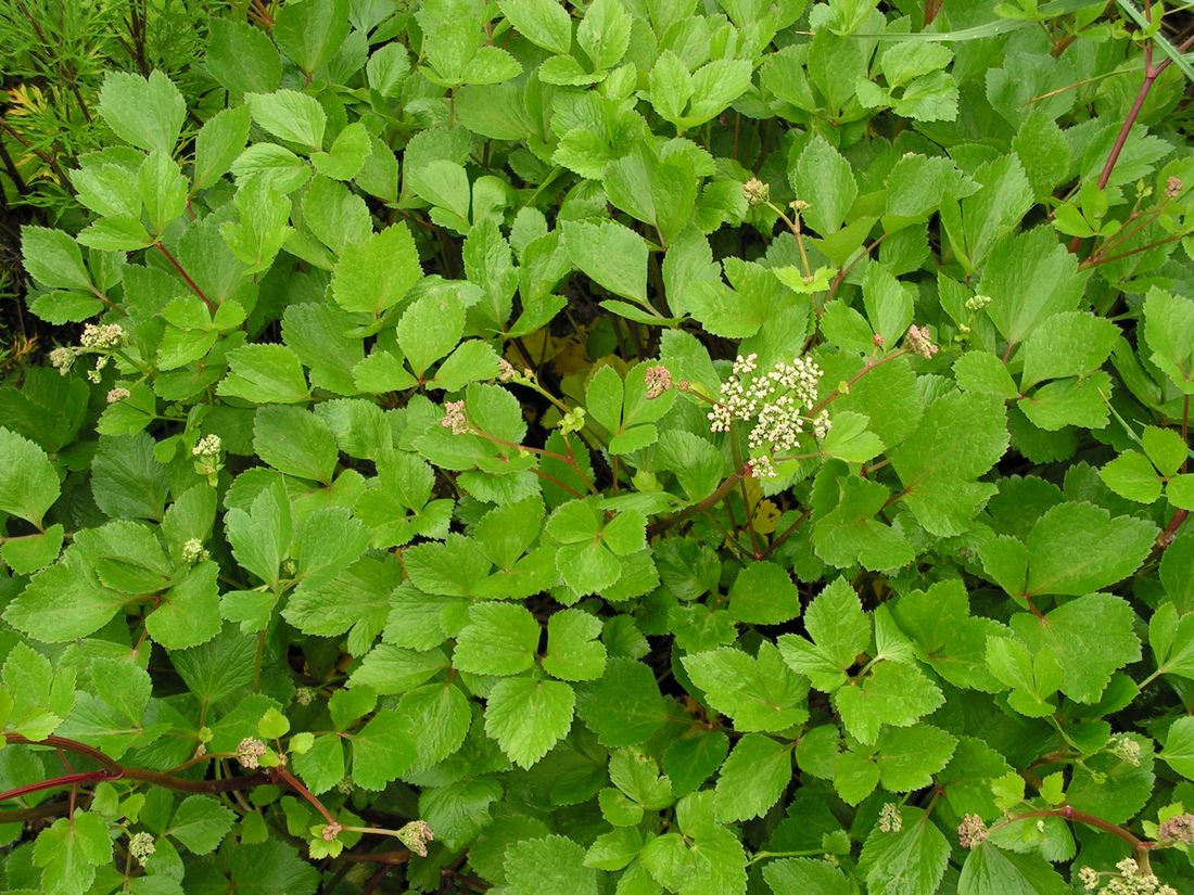 Изображение особи Ligusticum scoticum.
