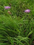 Centaurea pannonica. Цветущее растение на травянистом луговом склоне. Украина, Львовская обл. 11 августа 2010 г.