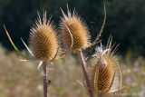 Dipsacus laciniatus