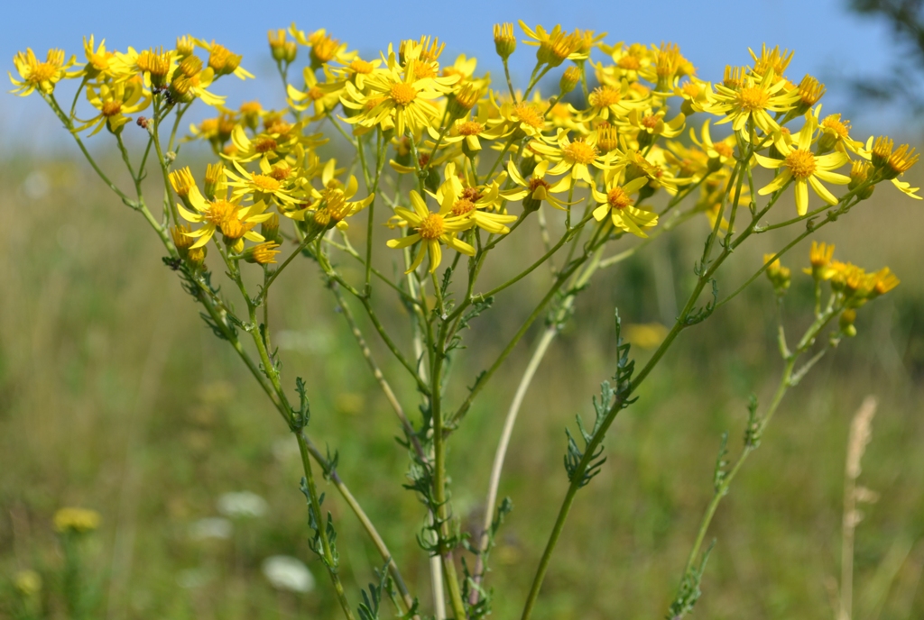 Изображение особи Senecio jacobaea.