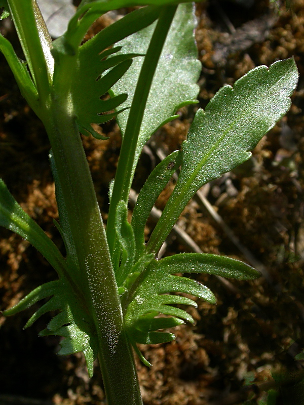 Image of Viola matutina specimen.