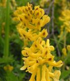 Corydalis speciosa. Верхушка соцветия. Хабаровский край, Ванинский р-н, окр. пос. Высокогорный. 09.06.2006.