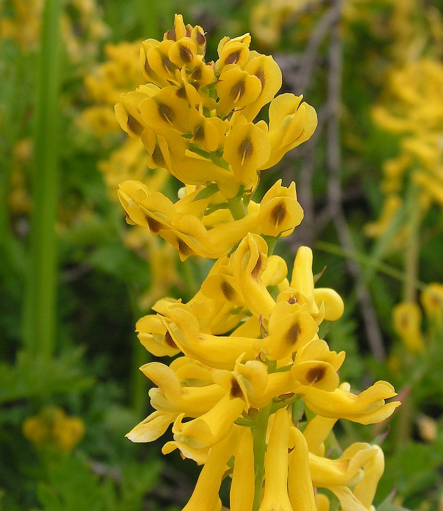 Image of Corydalis speciosa specimen.