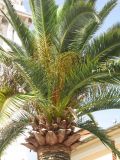 Phoenix canariensis. Крона с соплодиями. Монако, Монако-Вилль, у Кафедрального Собора Св. Николая. 19.06.2012.