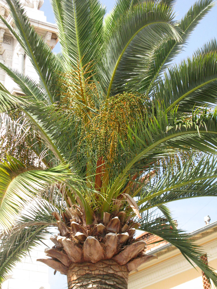Image of Phoenix canariensis specimen.