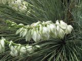 род Yucca