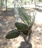 Pinus halepensis. Обломанная веточка с молодыми шишками. Израиль, Северный Негев, лес Лаав. 19.01.2013.