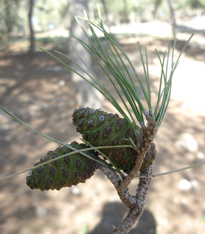 Изображение особи Pinus halepensis.