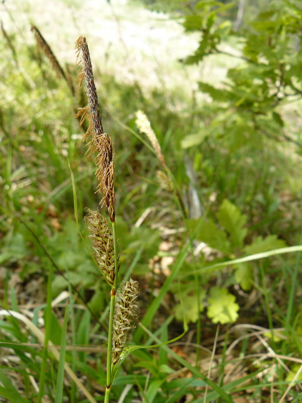 Изображение особи род Carex.