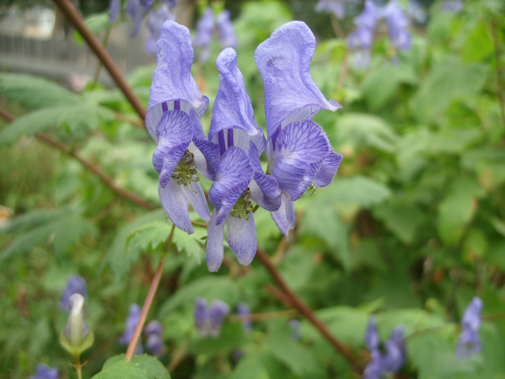 Изображение особи Aconitum sczukinii.