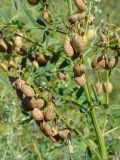Astragalus chinensis