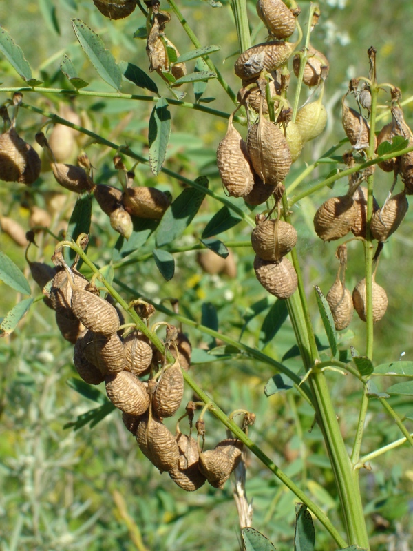 Изображение особи Astragalus chinensis.