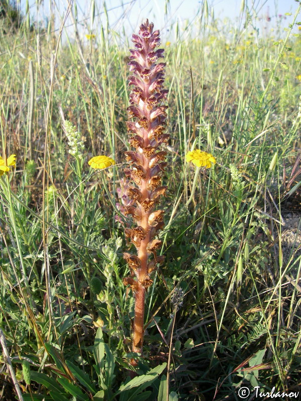 Image of Orobanche pubescens specimen.