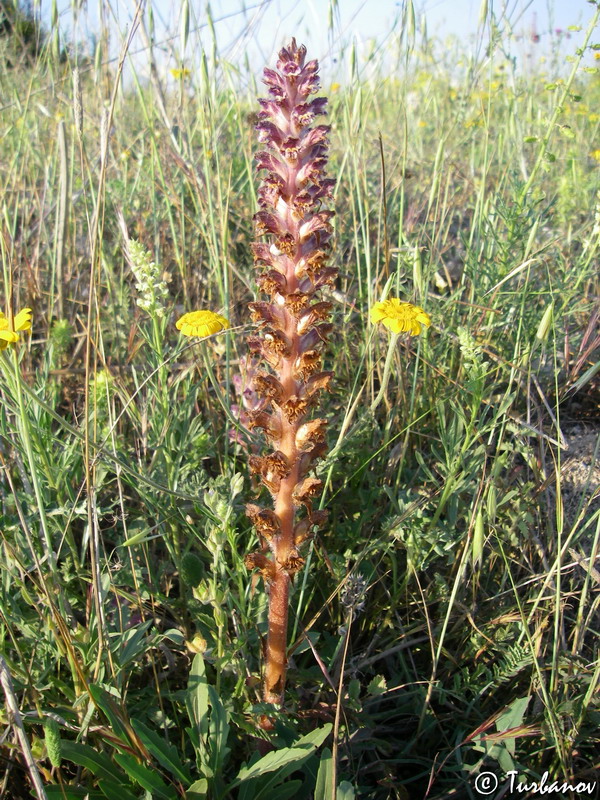 Изображение особи Orobanche pubescens.