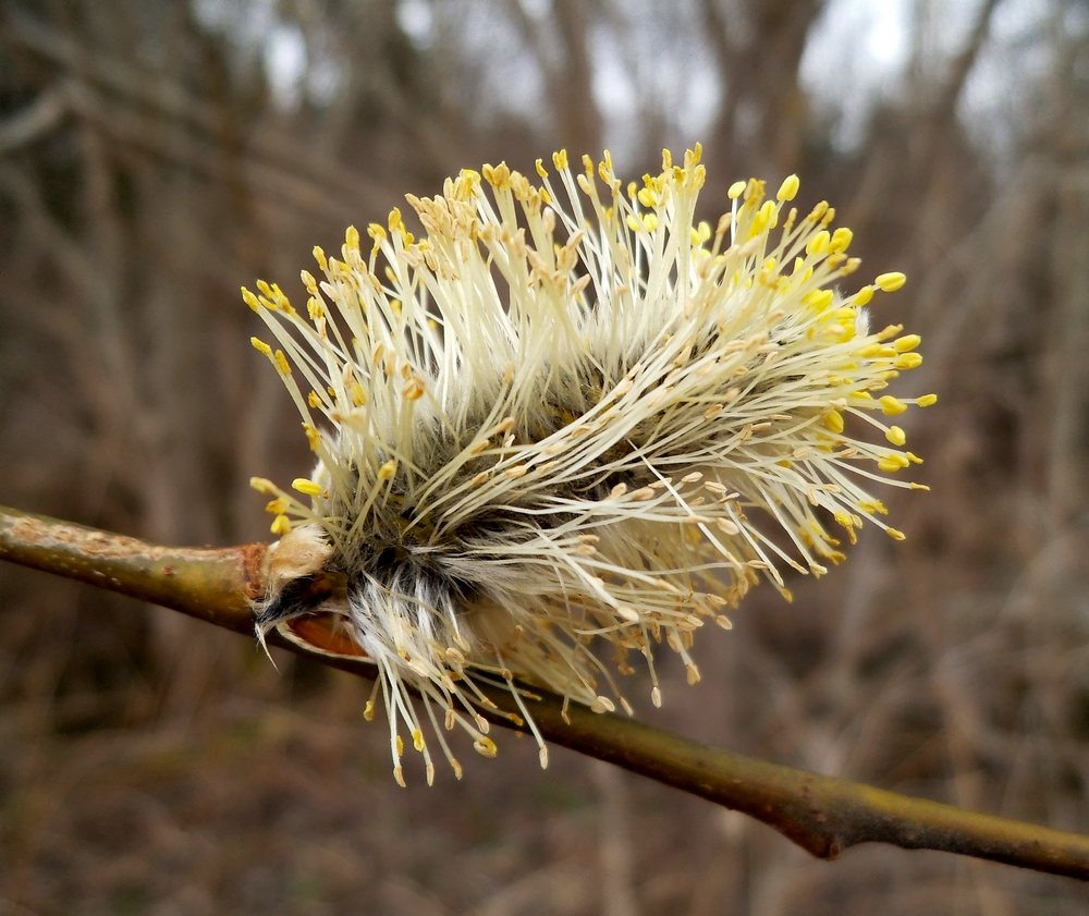 Image of Salix × laurina specimen.