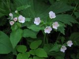 Pulmonaria obscura