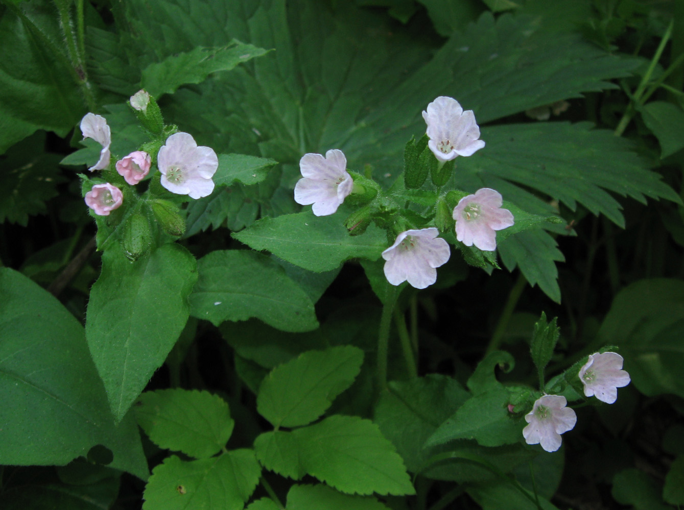 Изображение особи Pulmonaria obscura.