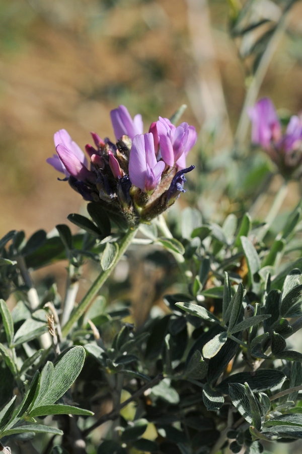 Изображение особи Astragalus arbuscula.