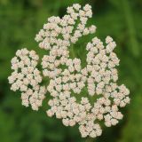 Achillea nobilis. Соцветие. Ростовская обл., Неклиновский р-н, Носовское с/п, балка Носова. 12.06.2013.