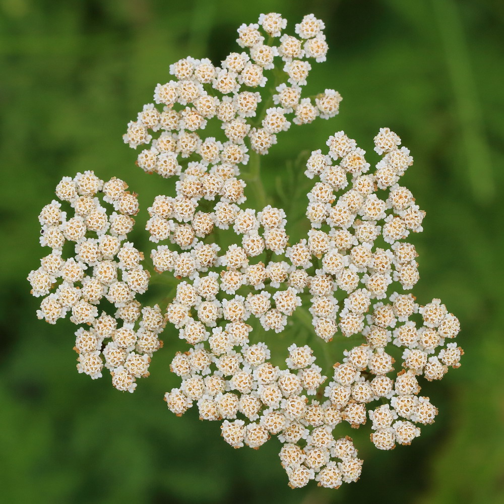 Image of Achillea nobilis specimen.