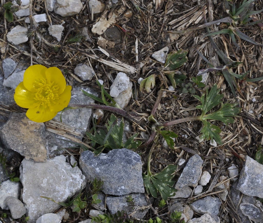 Изображение особи Ranunculus sartorianus.