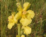 Verbascum phlomoides. Часть соцветия. Крым, Симферополь, Петровские скалы. 14.06.2013.