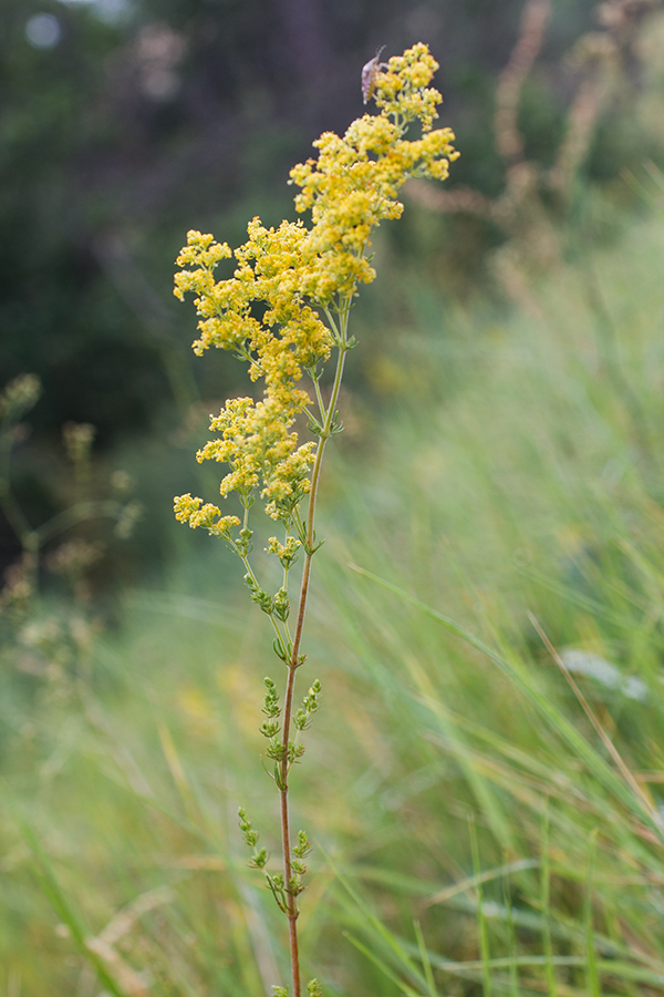 Изображение особи Galium verum.