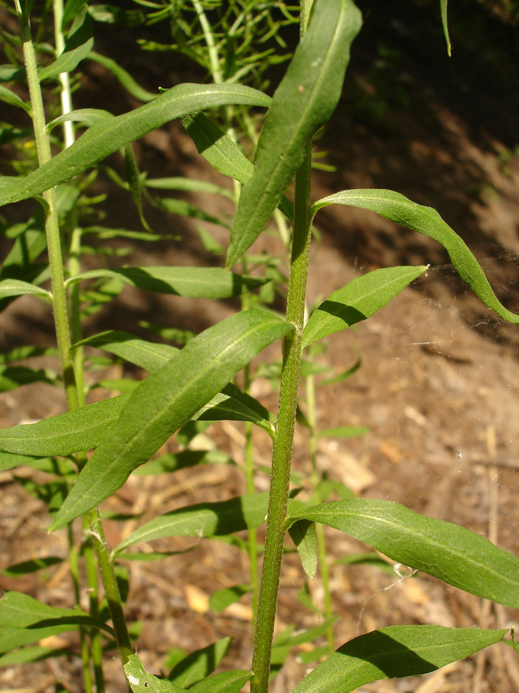 Image of Erysimum cheiranthoides specimen.