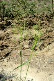 Agrostis gigantea