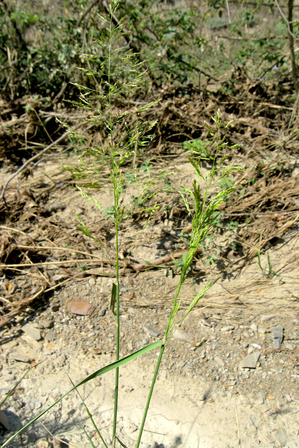 Изображение особи Agrostis gigantea.