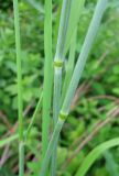 Phleum pratense