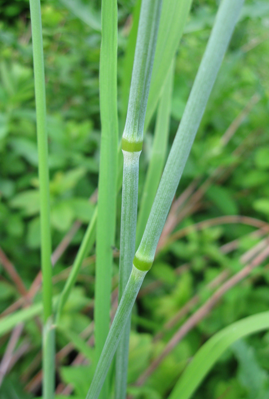 Изображение особи Phleum pratense.