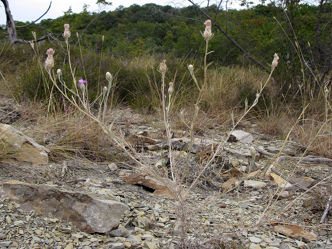 Image of Centaurea sarandinakiae specimen.