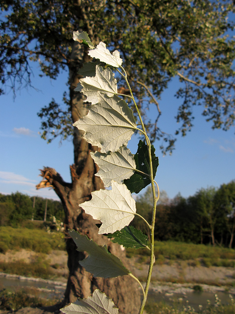 Изображение особи Populus alba.