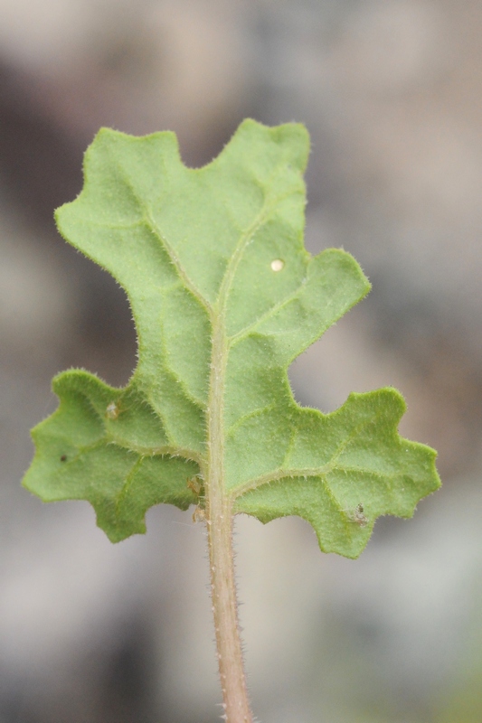 Image of Dysphania botrys specimen.